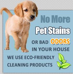 pet stain removal